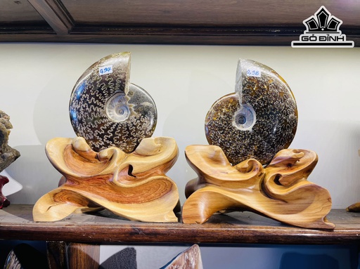Cặp Ốc Anh Vũ Hóa Thạch Cao 26 (cm) 3,6kg