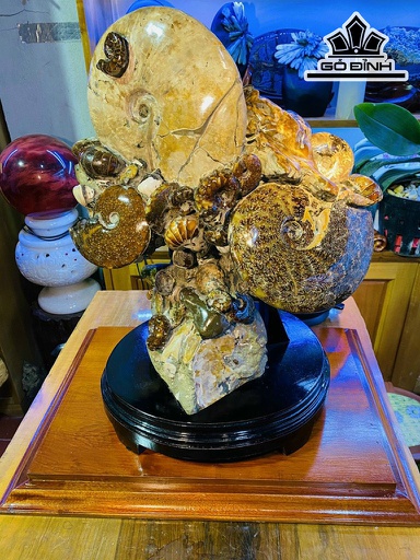 Tác Phẩm Đại Gia Đình Ốc Anh Vũ Hóa Thạch Cao 55 Ngang 33 Sâu 30 (cm) 28kg