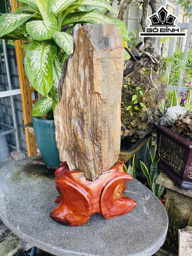 Tác Phẩm Cây Gỗ Thủy Tùng Hóa Thạch Cao 81 (cm) 41kg