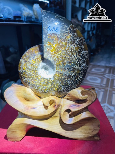 Tác Phẩm Ốc Anh Vũ Hóa Thạch Cao 25 (cm) 1,7kg