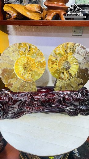 Cặp Ốc Anh Vũ Hóa Ngọc Cao 30 Ngang 38 (cm) 4,3kg