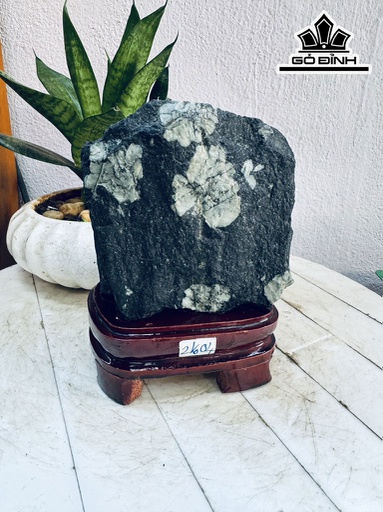 Tác Phẩm Hoa Cúc Hóa Thạch Cao 17 Ngang 12 (cm) 2kg