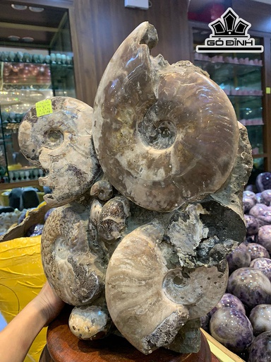 Tác Phẩm Ốc Hóa Ngọc Cao 40 Ngang 32 Sâu 11 (cm) 23,6kg