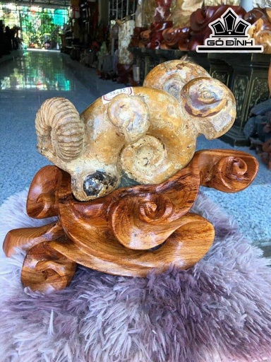 Tác Phẩm Ốc Hóa Thạch Cổ Đại Cao 26 Ngang 25 (cm) 5kg