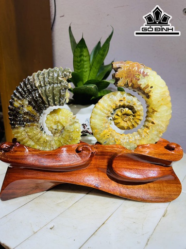 Cặp Ốc Anh Vũ Hóa Ngọc Cao 19 Ngang 22 (cm) 1,8kg