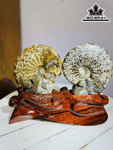 Cặp Ốc Anh Vũ Hóa Ngọc Cao 19 Ngang 24 (cm) 2kg