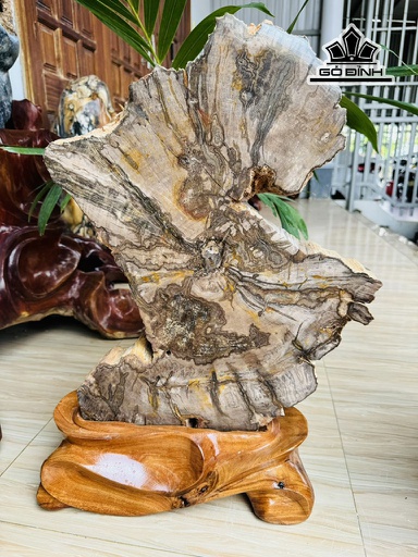 Tác Phẩm Gỗ Hóa Thạch Cao 60 Ngang 40 Sâu 5,5 (cm) 18,2kg
