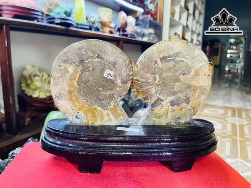 Cặp Ốc Anh Vũ Hóa Thạch Cao 17 Ngang 23 (cm) 1,1kg