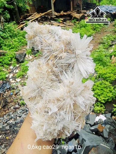 Bông Hoa Ưu Đàm Đá Trầm Tích Cao 29 Ngang 16 (cm) 0,6kg