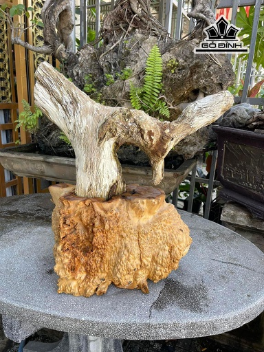 Tác Phẩm Gỗ Hóa Ngọc Cao 48 Ngang 42 (cm) 11,5kg