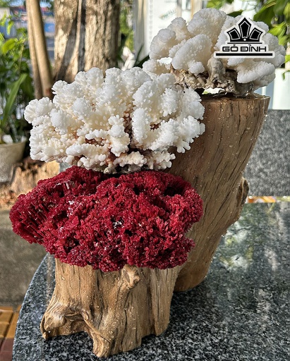 Cây San Hô Trắng Đỏ Cao 36 Ngang 30 (cm)