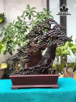 Chậu Tùng Bonsai Gỗ Trắc Cao 62 Ngang 59 Sâu 20 (cm)