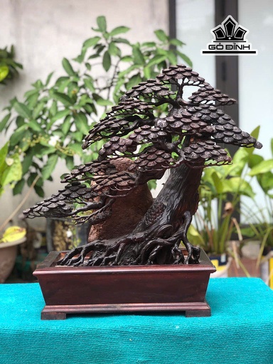 Chậu Tùng Bonsai Gỗ Trắc Cao 62 Ngang 59 Sâu 20 (cm)