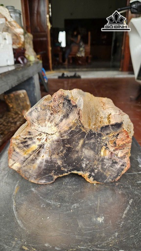 Tác Phẩm Gỗ Hóa Thạch Cao 18 Ngang 16 Nặng 7kg