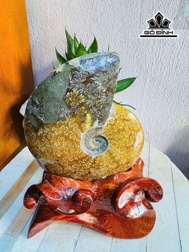 Ốc Anh Vũ Hóa Ngọc Cao 27 Ngang 18 (cm) 2,4kg Luôn Đế