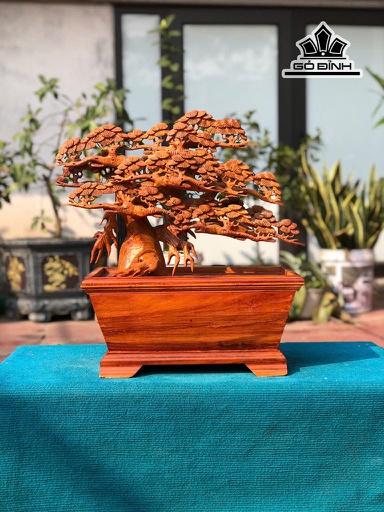 Chậu Tùng Bonsai Gỗ Hương Cao 55 Ngang 45 Sâu 20 (cm)