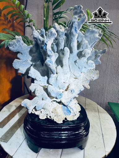 Tác Phẩm Cây San Hô Cao 32 Ngang 26 (cm) Nặng 3kg