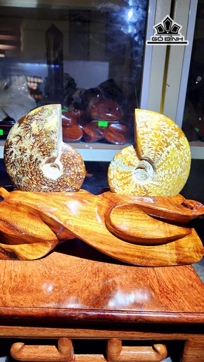 Ốc Anh Vũ Hóa Thạch Cao 25 Ngang 20 (cm) 2kg