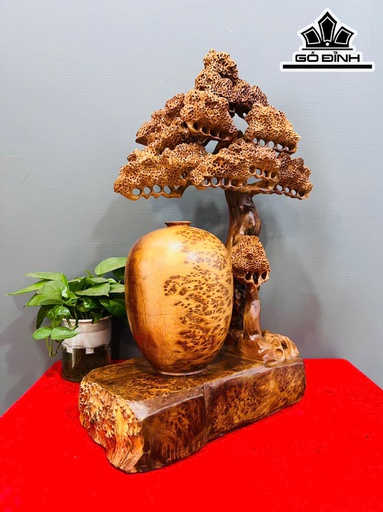 Cây Phú Quý Gỗ Nu Ngọc Am Cao 65 Ngang 40 Sâu 20 (cm)