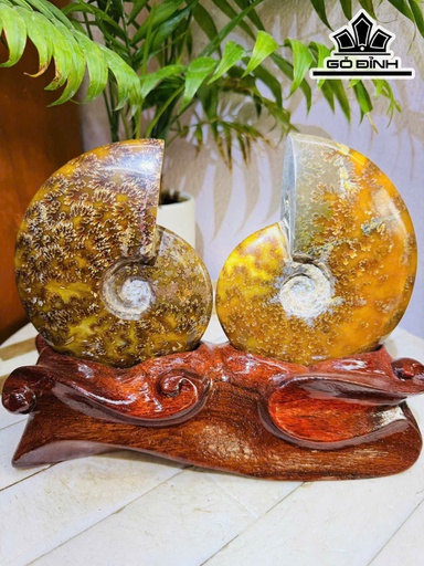 Cặp Ốc Anh Vũ Hóa Ngọc Cao 20 Ngang 23 (cm) 1,9kg