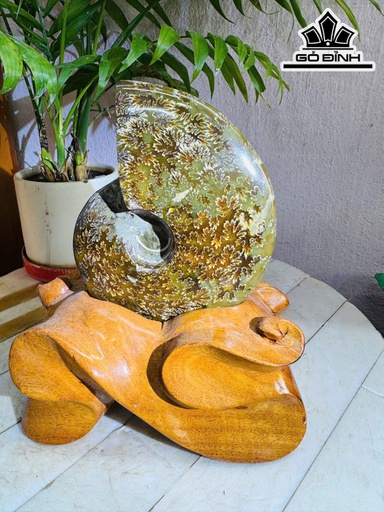 Ốc Anh Vũ Hóa Ngọc Cao 22 Ngang 13 (cm) 1,7kg