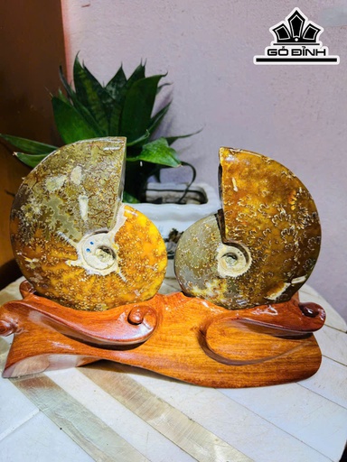 Cặp Ốc Anh Vũ Hóa Ngọc Cao 20 Ngang 25 (cm) 2,2kg