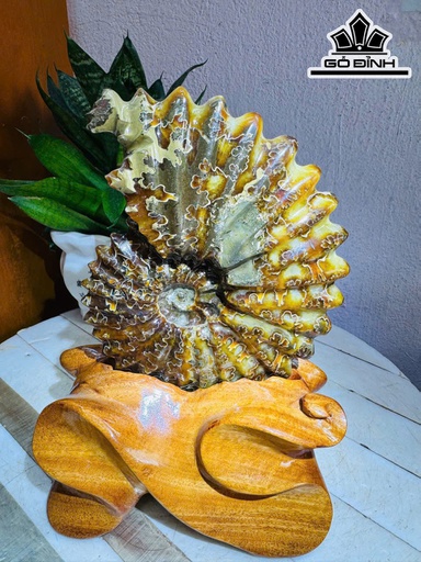 Ốc Anh Vũ Hóa Ngọc Cao 24 Ngang 14 (cm) 1,7kg