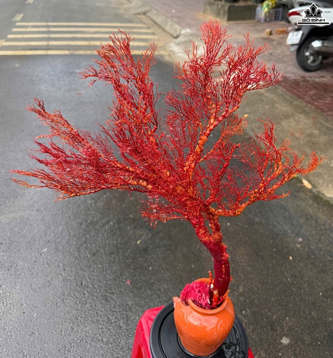 Chậu San Hô Đỏ Cao 74 Ngang 47 (cm)