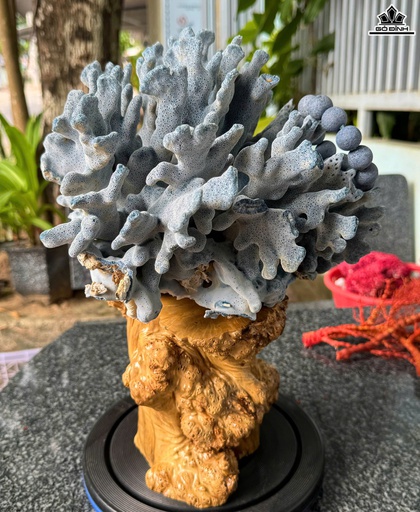 Búp San Hô Xanh Cao 41 Ngang 27 (cm)