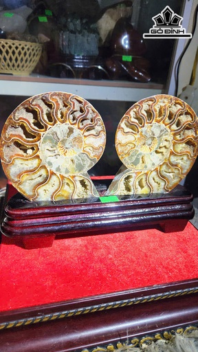 Cặp Ốc Anh Vũ Hóa Thạch Cao 25 Ngang 15 (cm) - 0,9kg