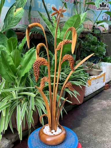 Chậu Lúa Vàng Cao 62 Ngang 30 Sâu 15 (cm) - Chậu Gỗ Bách Xanh - Cây Lúa Gỗ Pơ Mu