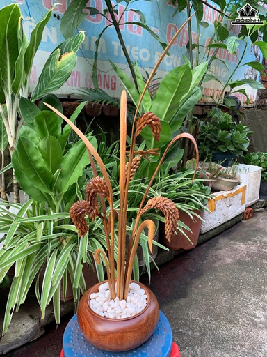Chậu Lúa Vàng Cao 61 Ngang 33 Sâu 18 (cm) - Chậu Gỗ Hương - Cây Lúa Gỗ Pơ Mu