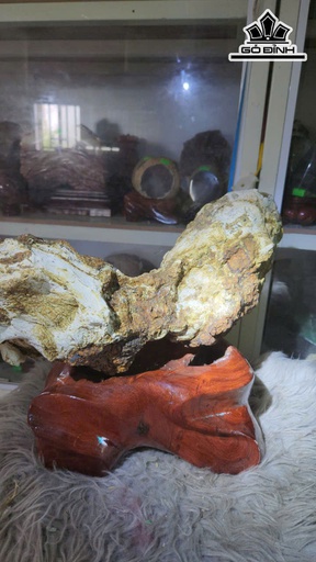 Nguyên Thân Rễ Cây Gỗ Hóa Ngọc Cao Cả Đế 46 Ngang 30 (cm) - 8kg