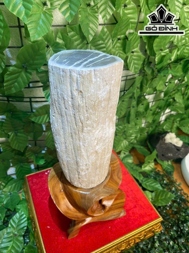 Tác Phẩm Cây Gió Bầu Hóa Thạch Cao 37 Ngang 10 (cm) 4,3kg