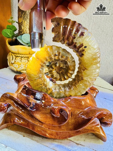 Ốc Anh Vũ Hóa Ngọc Cao 18 Ngang 11 (cm) - 1,1kg