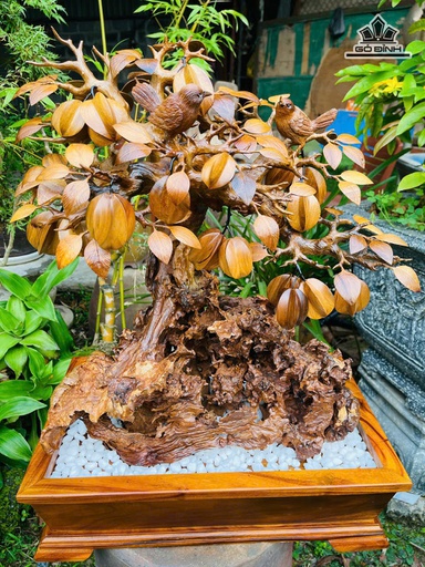 Cây Khế Gỗ Nu Lũa Cao 69 Ngang 50 Sâu 30 (cm)