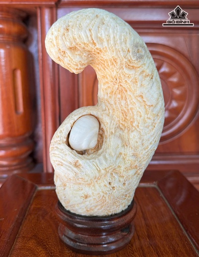 San Hô Ôm Ốc Ngọc Cao 20,5 Ngang 8 (cm) - 0,83kg